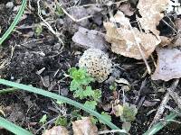 Morchella americana image