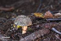 Russula tricholomopsis image