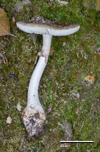 Amanita australis image