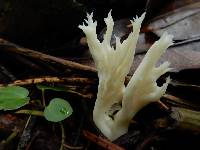 Clavulina coralloides image