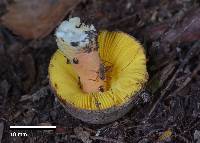 Russula tricholomopsis image