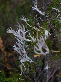 Clavulina cristata var. zealandica image