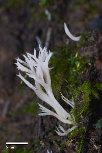 Clavulina cristata var. zealandica image