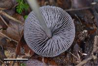 Entoloma canoconicum image