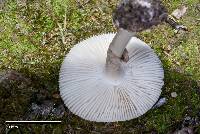 Amanita australis image