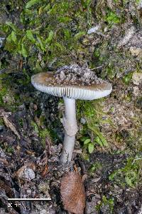 Amanita australis image