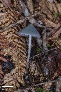 Entoloma canoconicum image