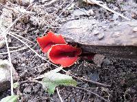 Sarcoscypha coccinea image