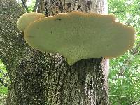 Polyporus squamosus image