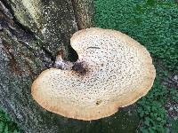 Polyporus squamosus image