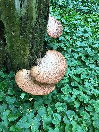 Polyporus squamosus image