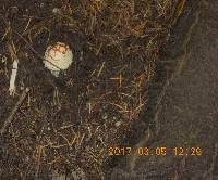 Amanita muscaria image