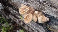 Polyporus squamosus image