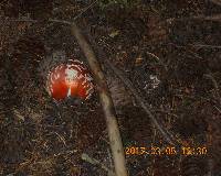 Amanita muscaria image