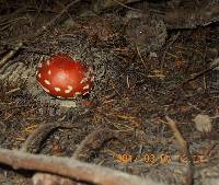 Amanita muscaria image