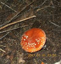 Amanita muscaria image