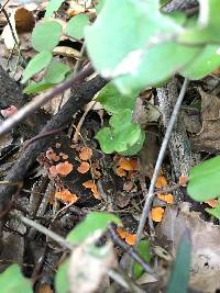 Favolaschia calocera image