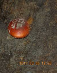 Amanita muscaria image