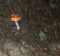 Amanita muscaria image