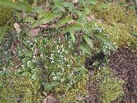 Peltigera aphthosa image