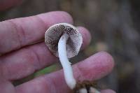 Psathyrella candolleana image