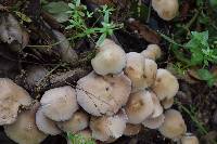 Psathyrella candolleana image