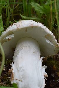 Amanita novinupta image