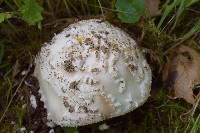 Amanita novinupta image