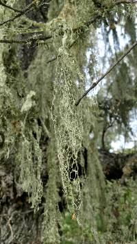 Ramalina menziesii image