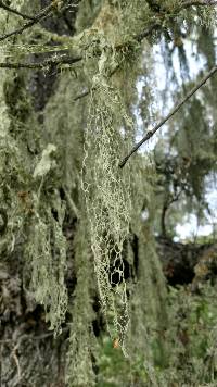 Ramalina menziesii image