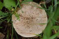 Amanita novinupta image