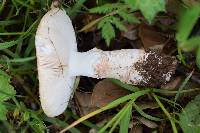 Amanita novinupta image