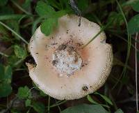 Amanita velosa image