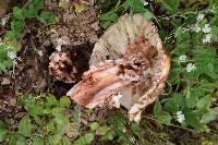 Amanita novinupta image