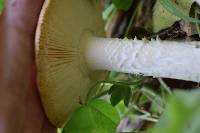 Amanita velosa image