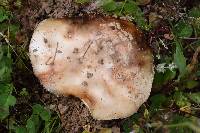 Amanita novinupta image