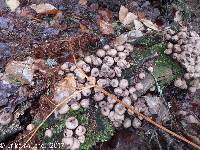 Lycoperdon pyriforme image