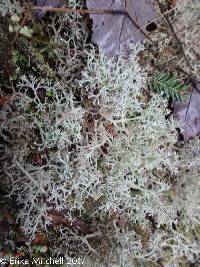 Cladonia rangiferina image