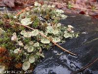 Cladonia pyxidata image