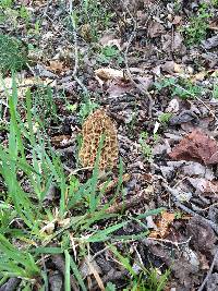 Morchella americana image