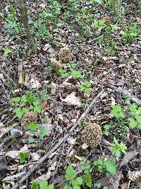 Morchella americana image