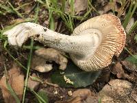 Amanita velosa image