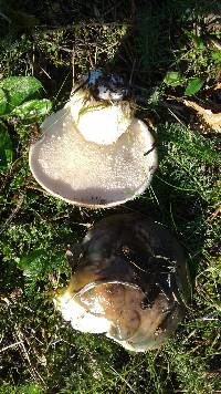 Suillus subacerbus image