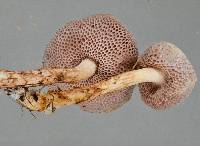 Austroboletus lacunosus image