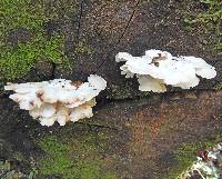 Ryvardenia campyla image