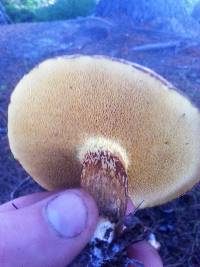 Suillus bovinus image