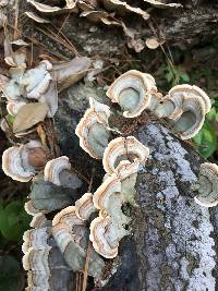 Trametes versicolor image