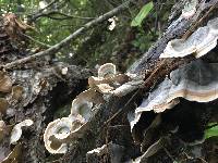 Trametes versicolor image