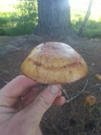 Suillus bovinus image