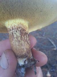 Suillus bovinus image